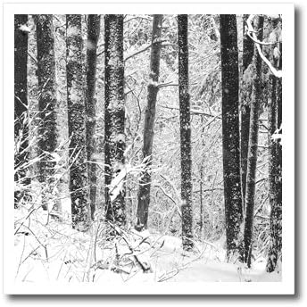 3Drose ht_19945_3 Zimska snježna crna i bijela fotografija šume borove šume Michigan u snijegu - željezo na prijenosu topline, 10 do