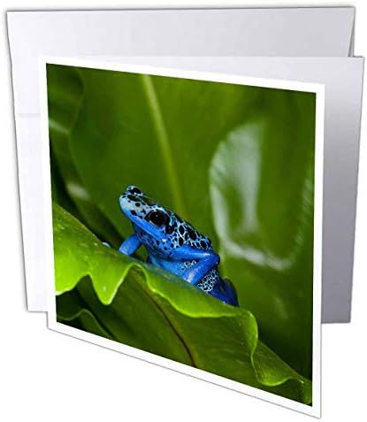 3. Južna Amerika, Surinam. Plava žaba - strelica na listu. - Čestitka od 6 do 6 inča