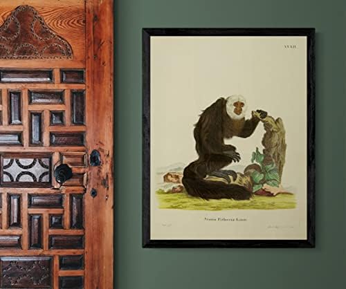 Bijeli suočeni GUIANAN SAKI Prima Monkey Vintage Uredbe za divlje životinje Dekor Zoologija Zoologija Antička ilustracija likovna umjetnost